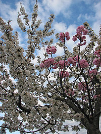 Grafted_blossoming_tree_unidentified_white_pink